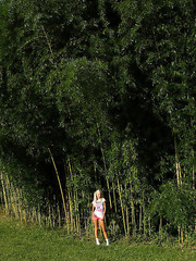 Bamboo Taboo Pic 1